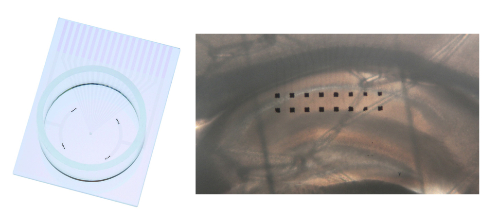 New MED Probe 16 (MED- PG501A (left) and a hippocampus slice placed on the 2x8 electrodes (right).